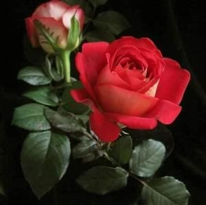 Meet your Posher, Samah